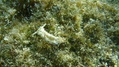 Plakobranchus ocellatus