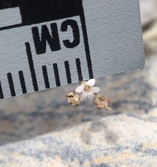 Nemacladus secundiflorus