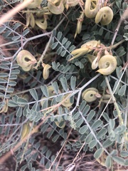 Astragalus speirocarpus
