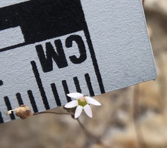 Nemacladus secundiflorus