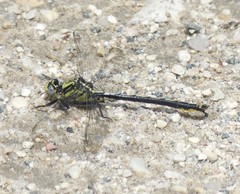 Arigomphus