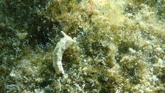 Plakobranchus ocellatus