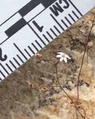 Nemacladus secundiflorus