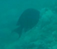 Ctenochaetus striatus