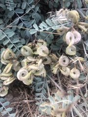 Astragalus speirocarpus