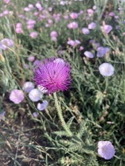 Carduus hamulosus