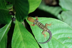 Gonatodes concinnatus