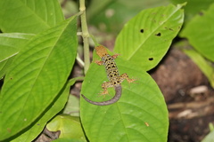 Gonatodes concinnatus