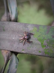 Thiania cupreonitens