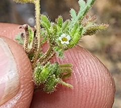 Phacelia ivesiana