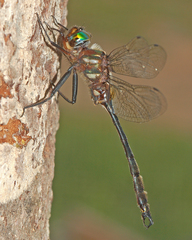 Somatochlora tenebrosa