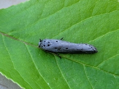 Ethmia monticola