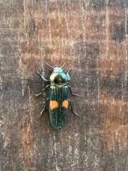 Strigoptera bimaculata