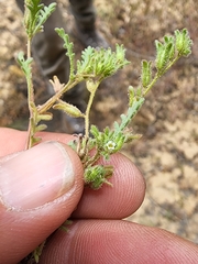 Phacelia ivesiana