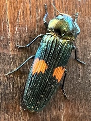 Strigoptera bimaculata