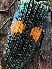 Strigoptera bimaculata