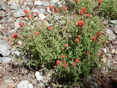 Castilleja martini martini