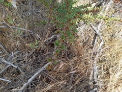 Ceanothus sonomensis