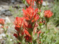 Castilleja martini martini