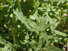 Castilleja martini martini