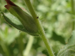 Castilleja martini martini