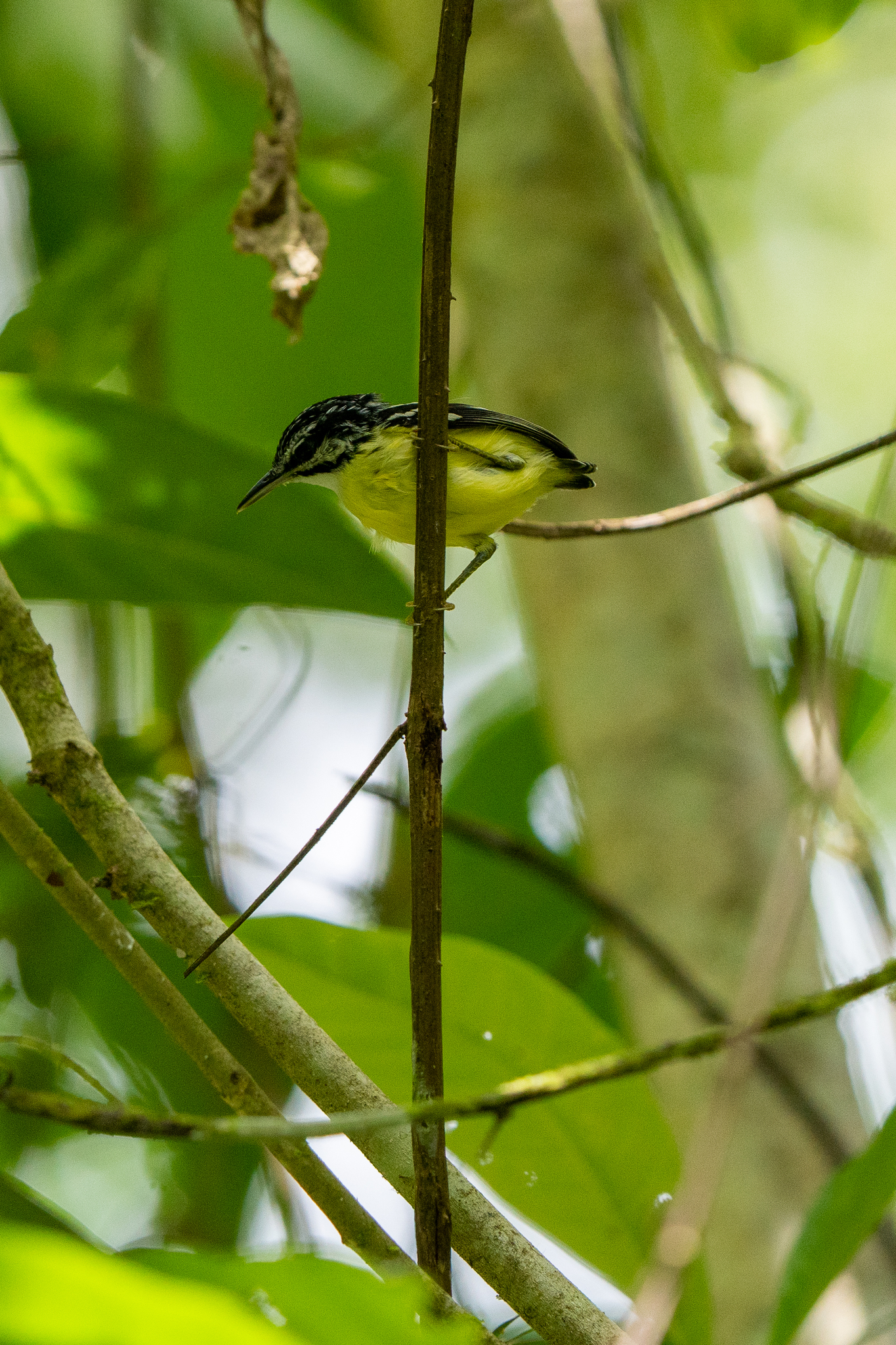 Moustached Antwren (Myrmotherula ignota), photo 9