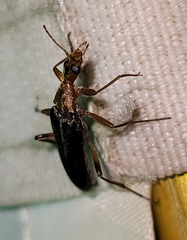 Cephaloon lepturides