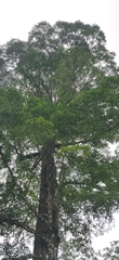 Palaquium ellipticum
