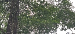Palaquium ellipticum