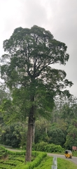 Palaquium ellipticum