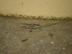 Urostrophus vautieri