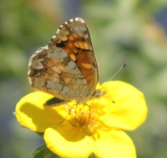 Phyciodes pulchella