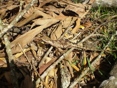 Urostrophus vautieri