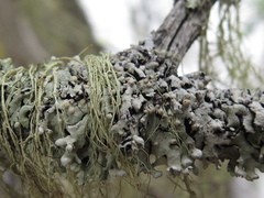 Tremella hypogymniae