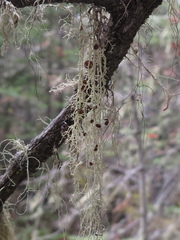 Evernia divaricata