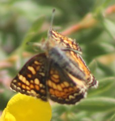 Phyciodes pulchella
