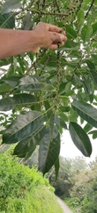 Ficus tsjakela