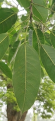 Ficus tsjakela