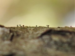 Phaeocalicium compressulum