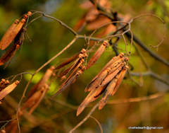 Ventilago