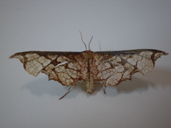 Lepidoptera
