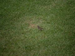 Zonotrichia capensis