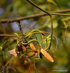 Ventilago