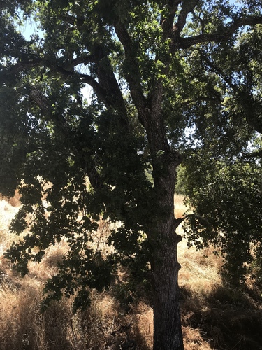 iNaturalist observation photo of valley oak