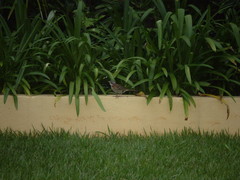 Zonotrichia capensis