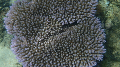 Acropora valida