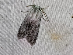 Acronicta lanceolaria