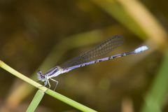 Argia hinei