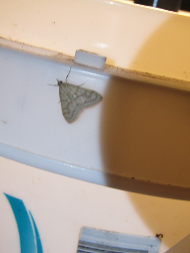 Scarce Straw Pearl photo 3
