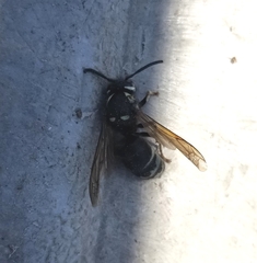 Vespula consobrina